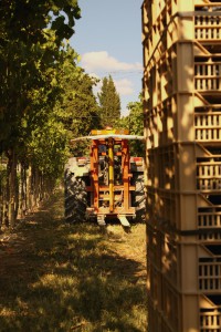 vendemmia manuale