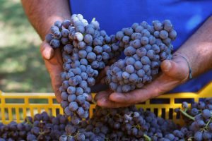 vendemmia grappoli d'uva