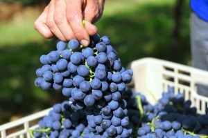 Vendemmia manuale