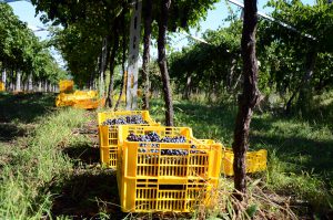 Vendemmia Casse
