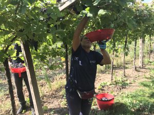 vendemmia manuale