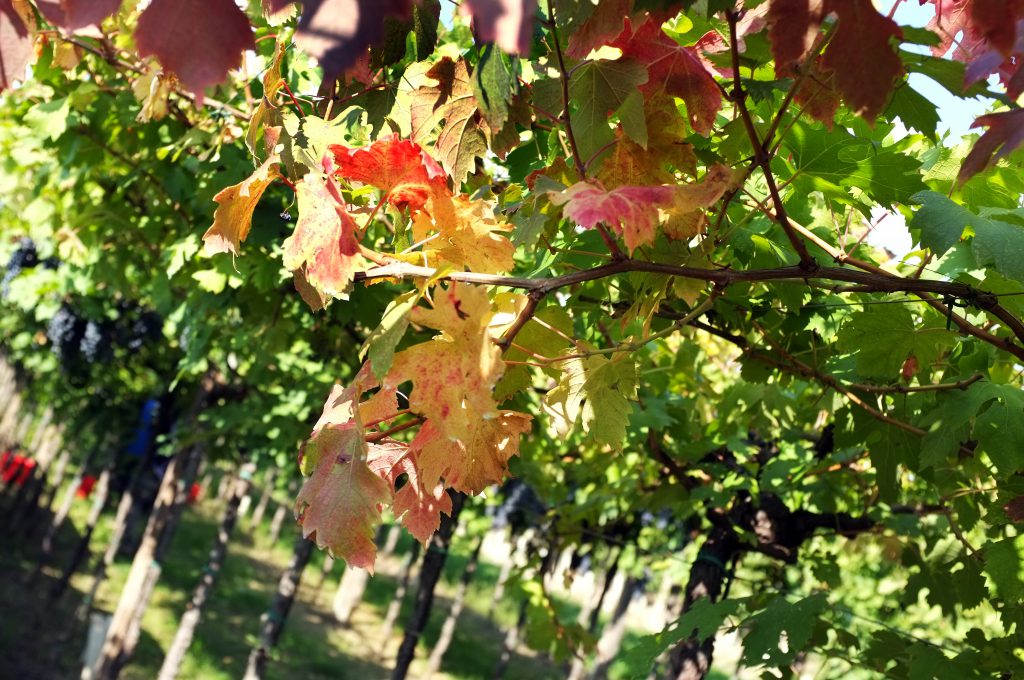 colori di autunno in vigna