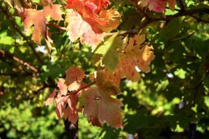 Foglie di vigna